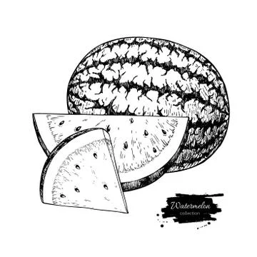 Watermelon and slice vector drawing. Isolated hand drawn berry Stock Illustration