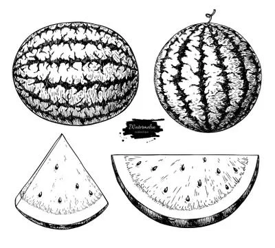 Watermelon and slice vector drawing set. Isolated hand drawn berry on white.. Stock Illustration