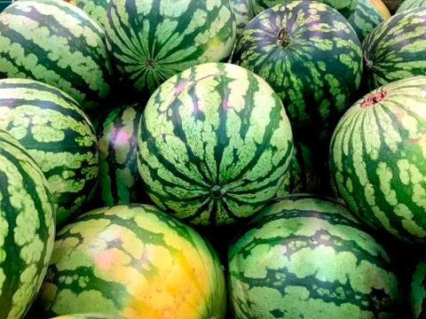 Watermelon background and texture. Group of watermelons close-up Stock Photos