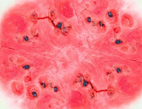 Watermelon background texture Stock Photos