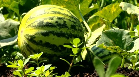 Watermelon on the beds Stock Footage 11521394
