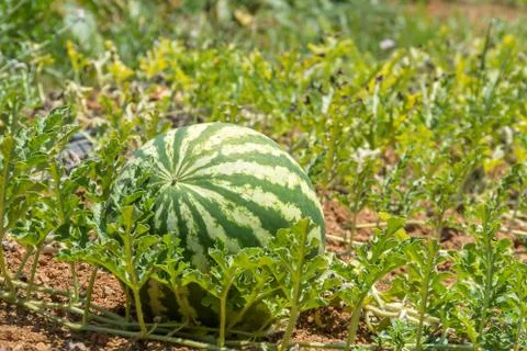Watermelon on the beds Stock Photos