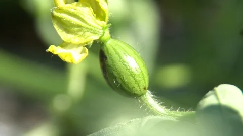 Watermelon birth Stock Footage 108344053