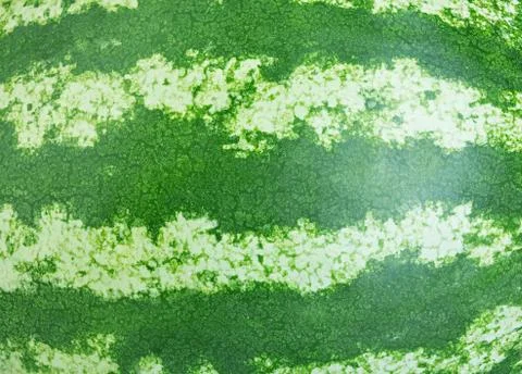 Watermelon close-up as a background Stock Photos