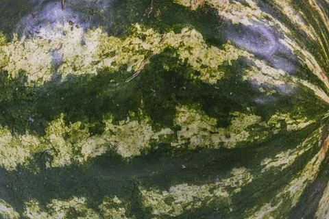 Watermelon close up as background side view Stock Photos