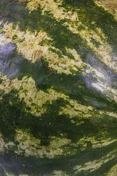 Watermelon close up as background side view Stock Photos