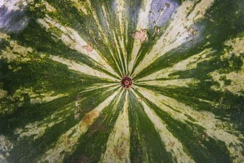 Watermelon close up as background side view Stock Photos