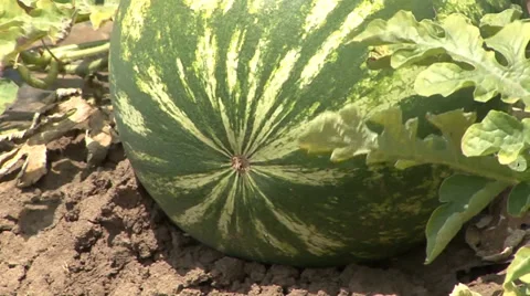 Watermelon close up Stock Footage 39670314