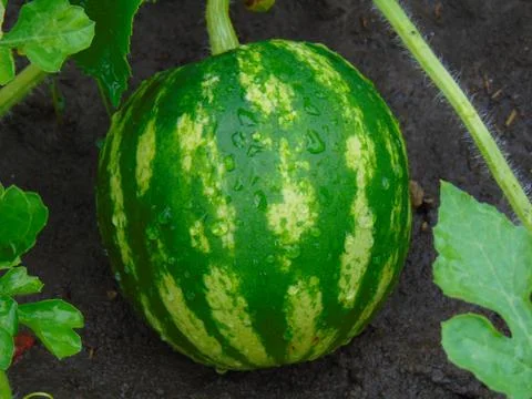 Watermelon Close up 写真素材