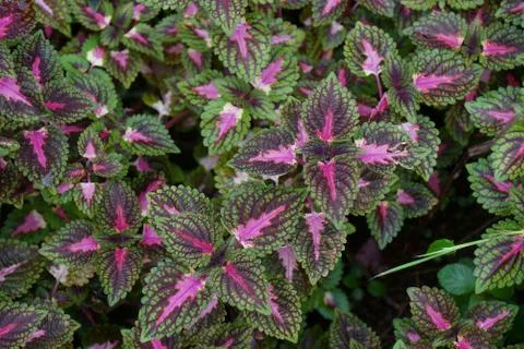 A Watermelon Coleus Leaf cluster in native environment Stock Photos