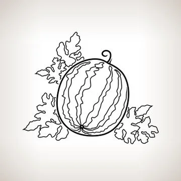 Watermelon in the Contours 스톡 일러스트