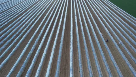 Watermelon crop grows beneath long parallel low plastic tunnels in the Po Valley Stock Footage 344476415