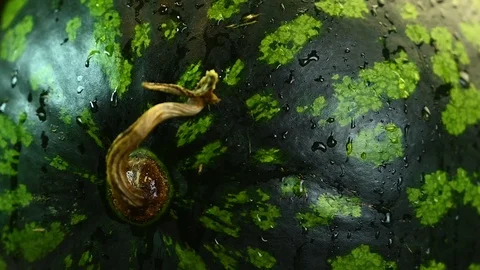 Watermelon with drops of water Stock Footage 119370313