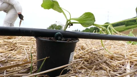 Watermelon Field During Spring Planting Season Stock-Footage 344174742