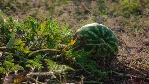Watermelon on the field 库存影片 94912043