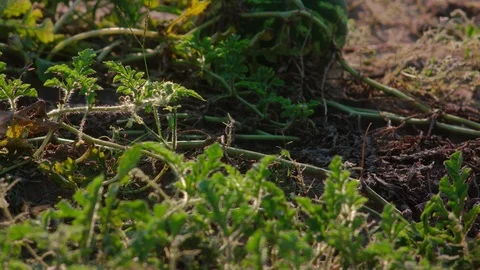 Watermelon on the field Video stock 94912277