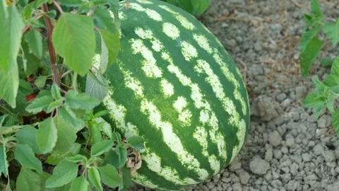 Watermelon in the field. Stock Footage 137745874