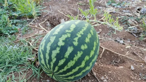 Watermelon in the field Stock Footage 141307396