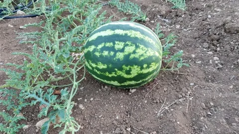 Watermelon in the field Stock Footage 141309536