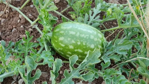 Watermelon in the field Stock Footage 141310504