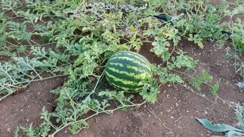 Watermelon in the field Stock Footage 141311225