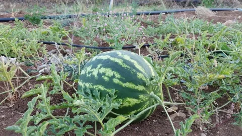 Watermelon in the field Stock Footage 141311348