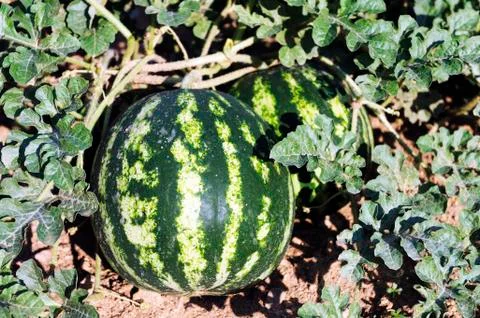 A watermelon in a field Stock Photos
