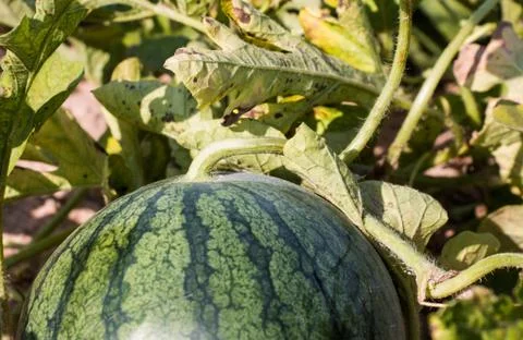 Watermelon in field Stock-Fotos