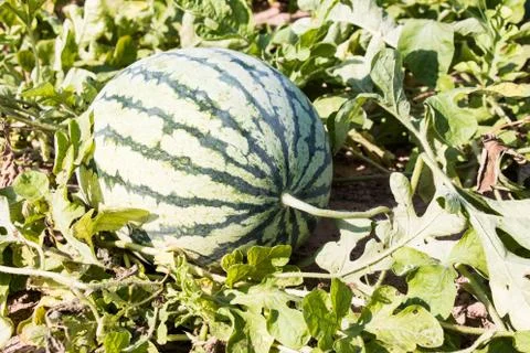 Watermelon in field Foto stock