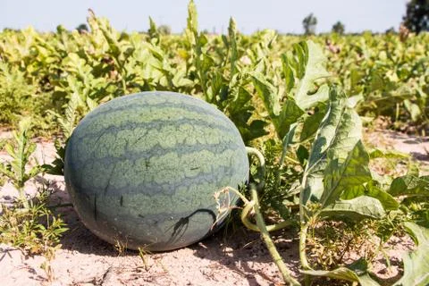 Watermelon in field Stock Photos