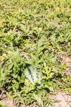 Watermelon in field Stock Photos