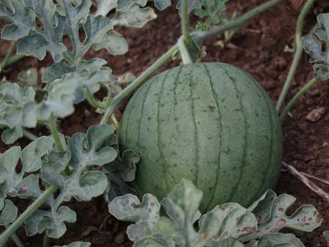 Watermelon in the field 写真素材