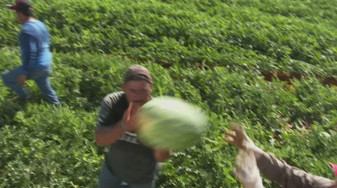 Watermelon fields harvested Stock Footage 51220212