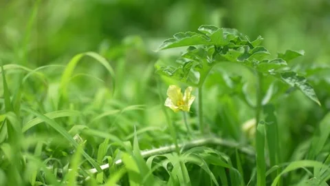 Watermelon flowers swaying in the wind Stock Footage 277522771