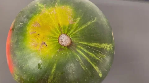 Watermelon with foamy liquid at the stem area showing signs of fermentation spoi Stock Footage 317086626