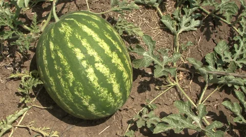 Watermelon Stock Footage 39670354