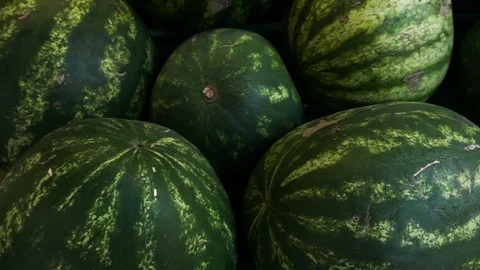 Watermelon Stock Footage 110019119