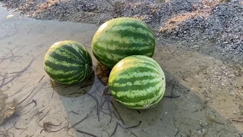 Watermelon Stock Footage 156163991