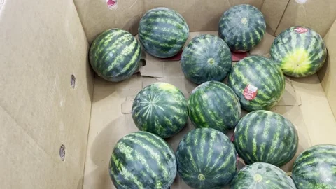 Watermelon Video stock 245224109