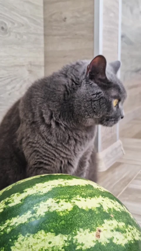 Watermelon Foreground with Cat Blurry Background Stock Footage 319041563