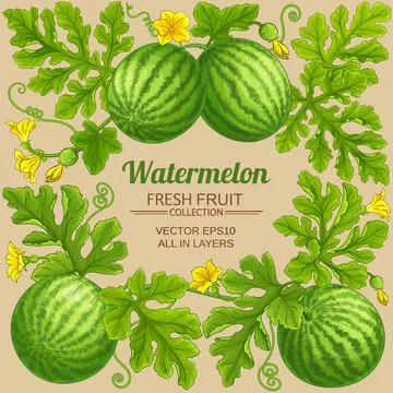 Watermelon frame on color background Stock Illustration