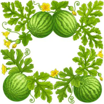 Watermelon frame on white background Illustrazione stock