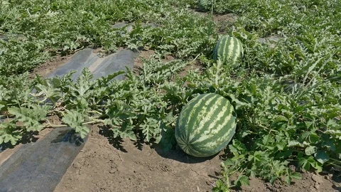 Watermelon fruit in field Stock Footage