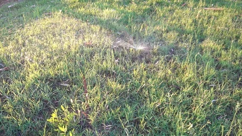 Watermelon Fruit In Field Stock Footage 96491527