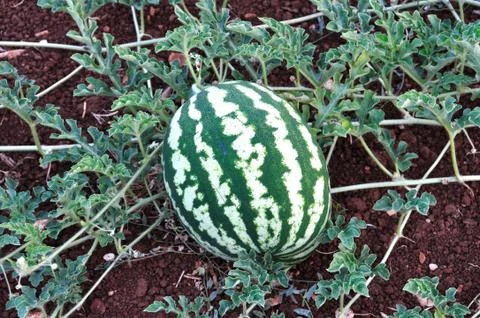 Watermelon fruit Stock-Fotos