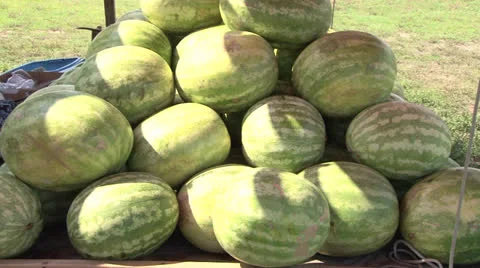 Watermelon Fruit Stand Stock Footage 25158866