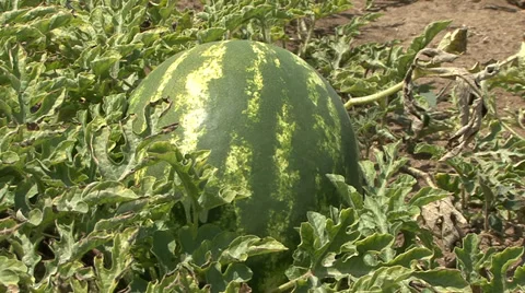 Watermelon in the garden Stock Footage 39670328