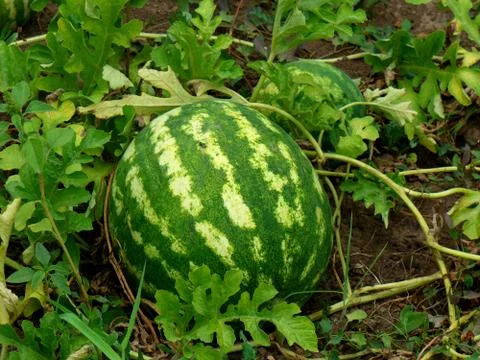 Watermelon in the garden Stock-Fotos