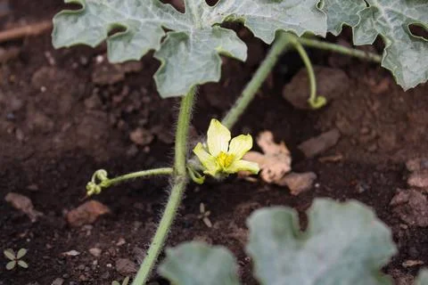 Watermelon in the garden Stock Photos