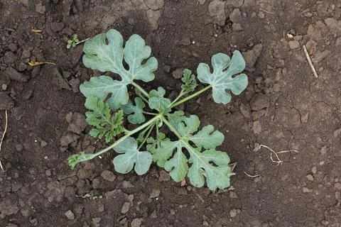 Watermelon in the garden Stock Photos